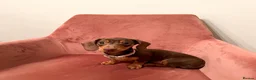 Miniature Dachshund dogs for sale: Miniature Dachshund Puppy - Advert 1