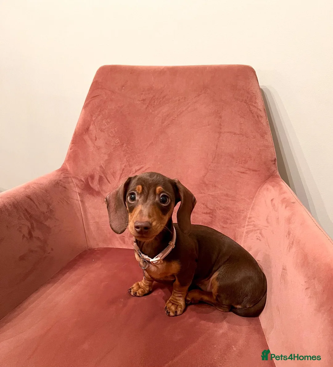 Miniature Dachshund dogs for sale: Miniature Dachshund Puppy - Advert 1