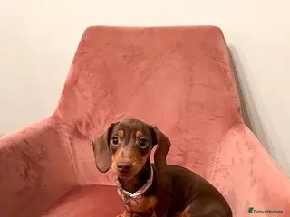 Miniature Dachshund dogs Miniature Dachshund Puppy - Advert 18