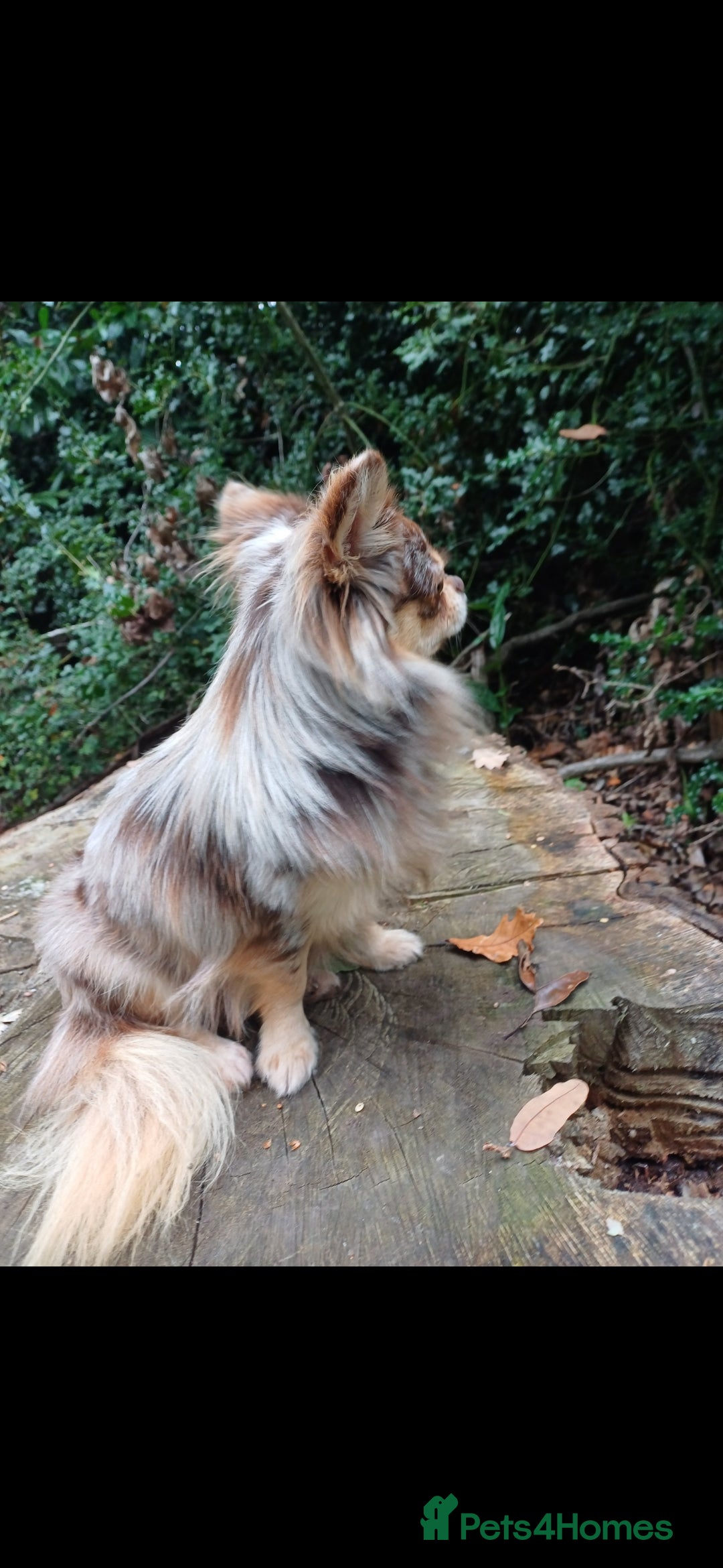Chihuahua dogs for stud: MARLEY has arrived for stud🏆 k.c merle boy - Image 18