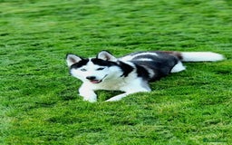 Siberian Husky dogs for sale: Two beautiful husky for rehoming  - Image 5
