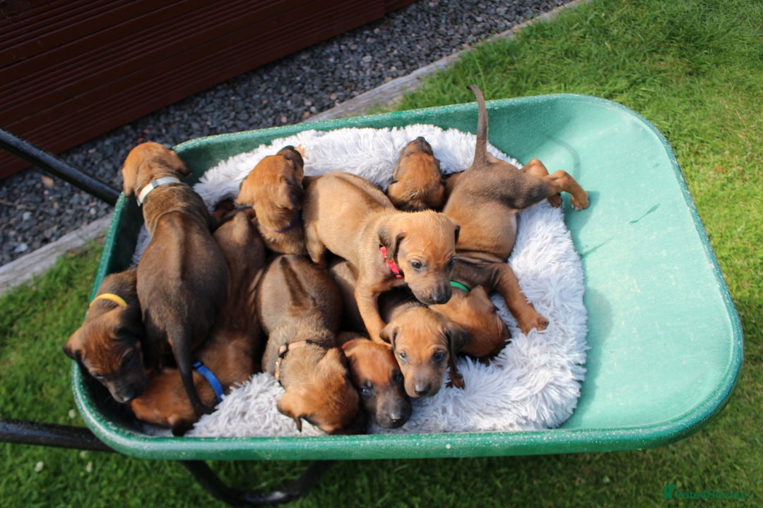 Rhodesian Ridgeback dogs for sale: Stunning Rhodesian RidgeBack Pups.. - Image 29