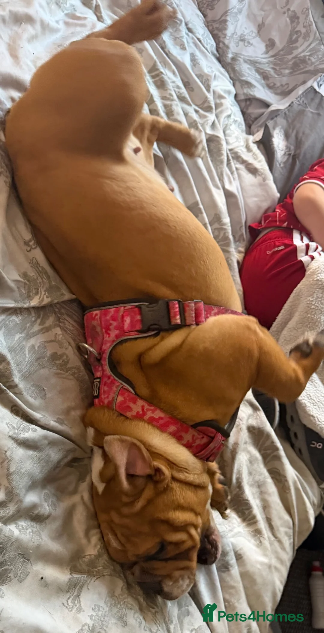 Mixed Breed dogs for sale: 2 french bull dogs need homes in Bootle - Advert 4