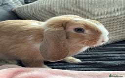 Mini Lop rabbits for sale: Mini lop  - Image 1