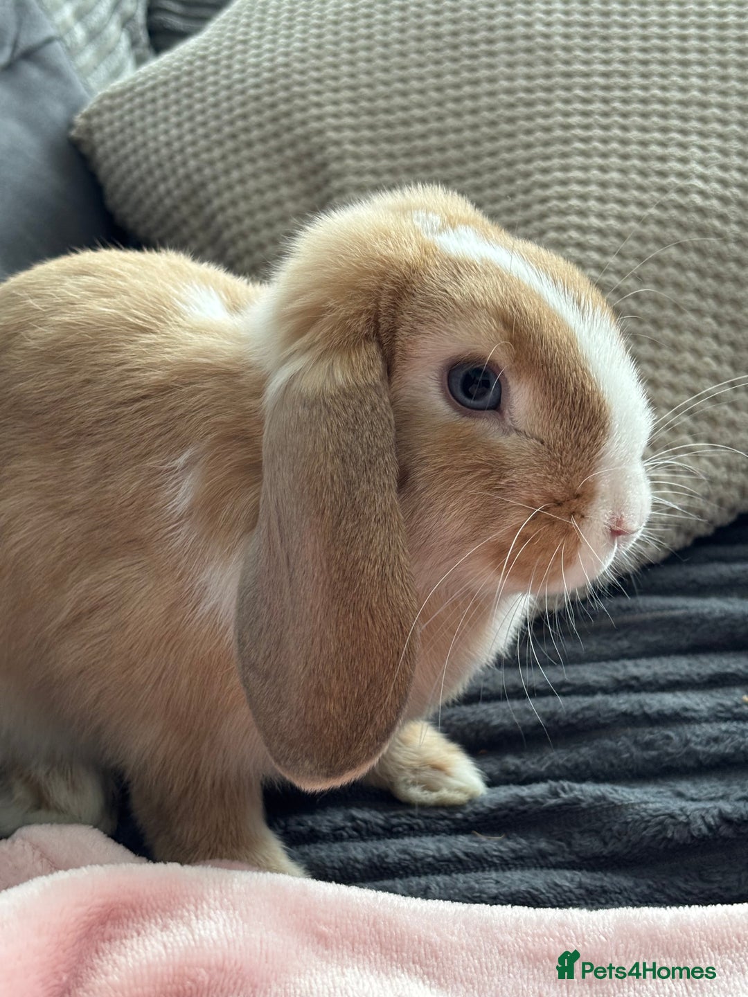 Mini Lop rabbits for sale: Mini lop  - Image 1