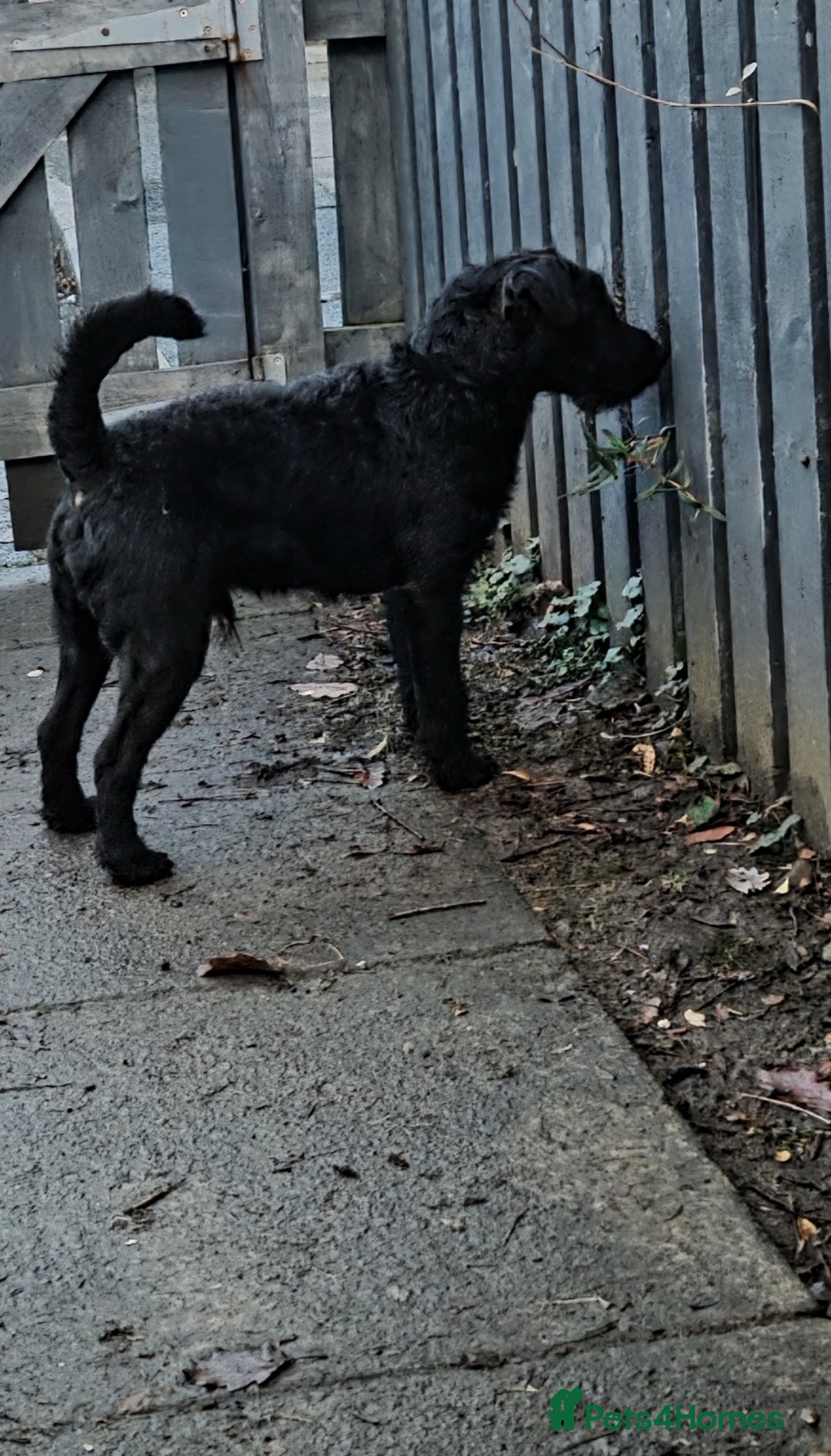 Patterdale Terrier dogs for sale: 8month old male patterdale - Advert 2