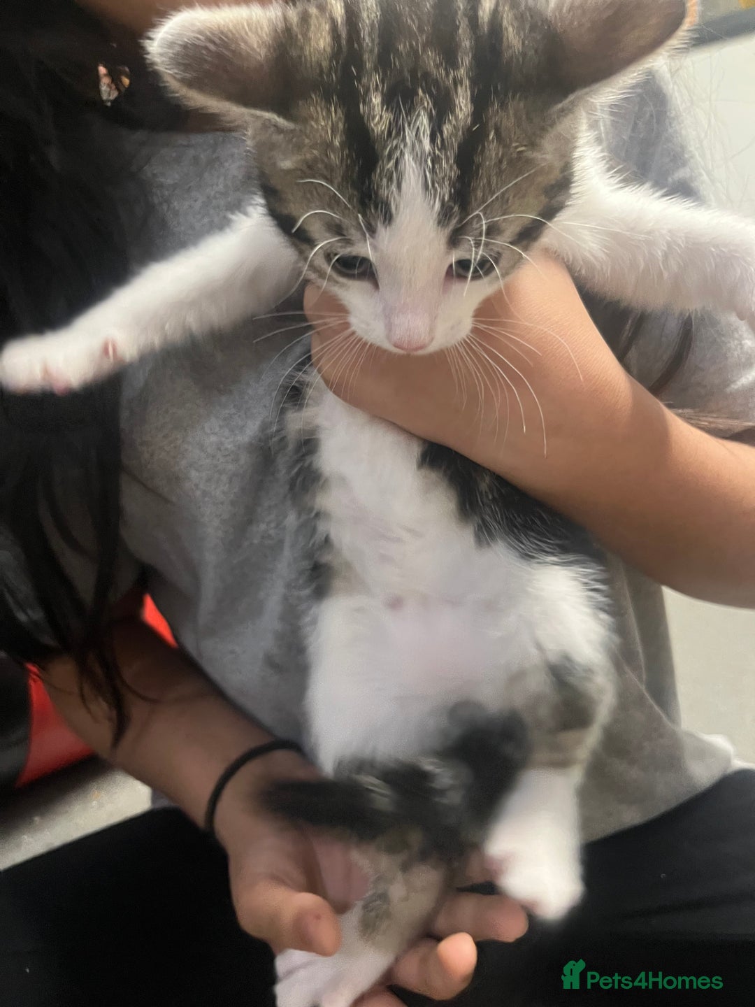 Mixed Breed cats for sale: 🐾 2Beautiful Kittens  - Advert 7