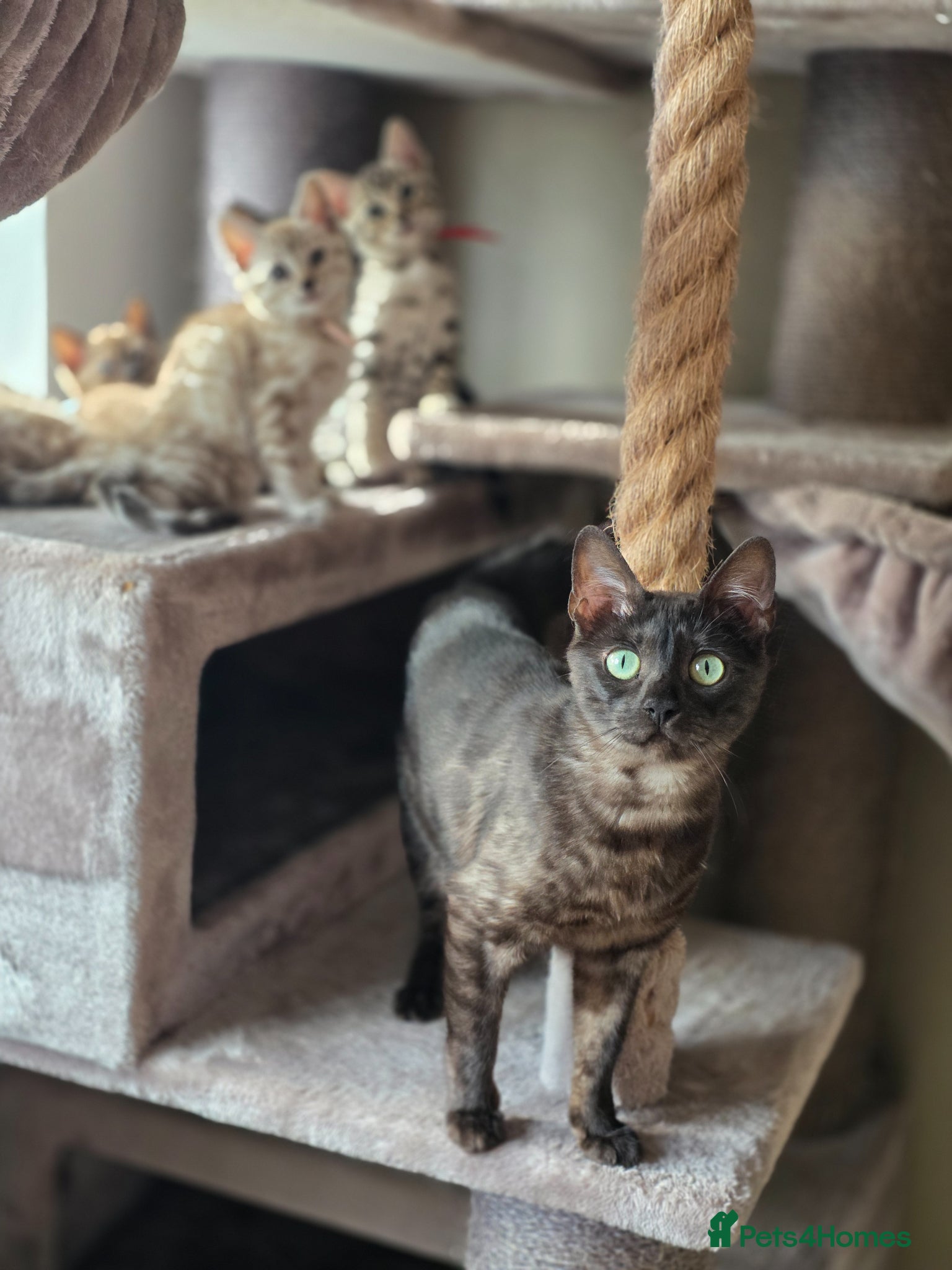 Bengal cats Gorgeous Health Tested Bengals  - Advert 2