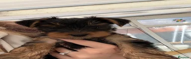 Yorkshire Terrier Puppy 2