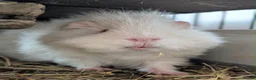 Guinea Pig rodents for sale: Rehoming 2 male guinea pigs in Northwich - Advert 2