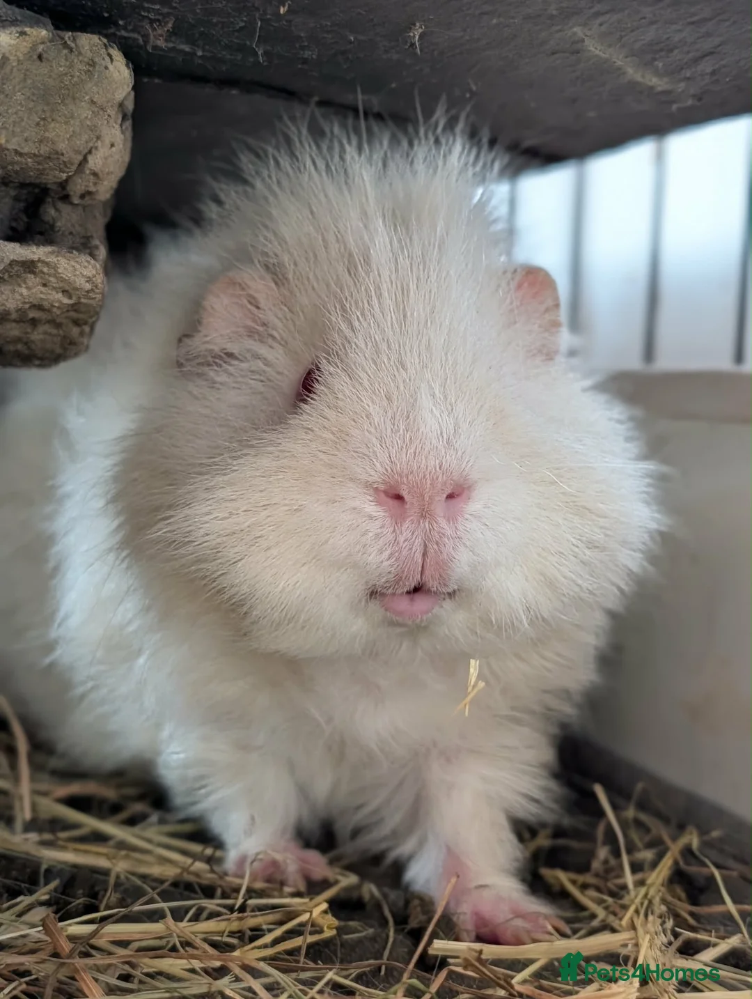 Guinea Pig rodents for sale: Rehoming 2 male guinea pigs in Northwich - Advert 2