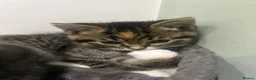 British Shorthair cats for sale: Cuteness Alert - Five BSH kittens ready to rehome - Advert 4