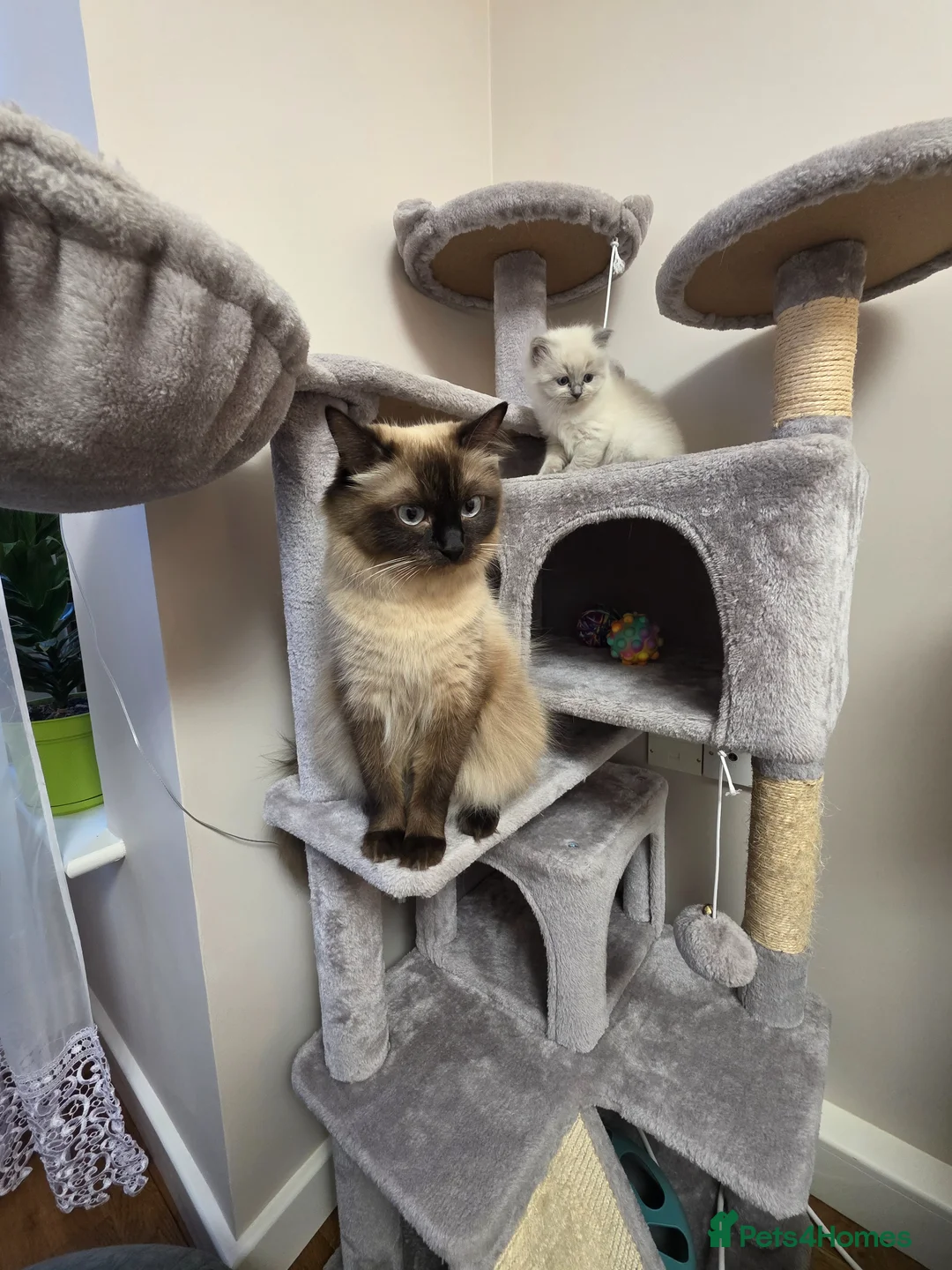 Ragdoll cats for sale: Beautiful Ragdoll Kittens for Sale 🐾 in Basingstoke - Advert 1