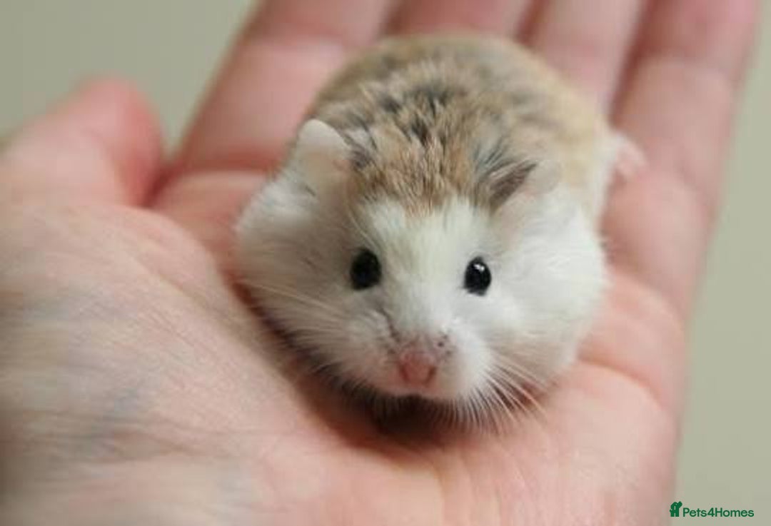 Hamster rodents for sale: Two cute robrovski female litter dwarf hamsters  - Image 2