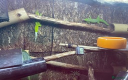 Gecko reptiles for sale: Madagascan giant day geckos with vivarium - Advert 10