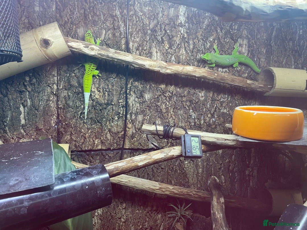 Gecko reptiles for sale: Madagascan giant day geckos with vivarium - Advert 10