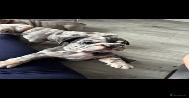 English Bulldog dogs - Advert 1