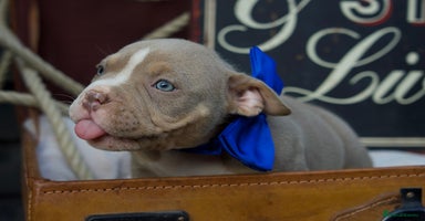 American Bully dogs - Advert 12