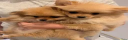 Pomeranian dogs for sale: 2 fluffy Pomeranians for sale  - Advert 3