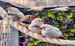 Finches birds for sale: Zebra Finches - Various Colours (20 birds) - Image 1