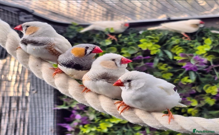 Finches birds - Advert 1