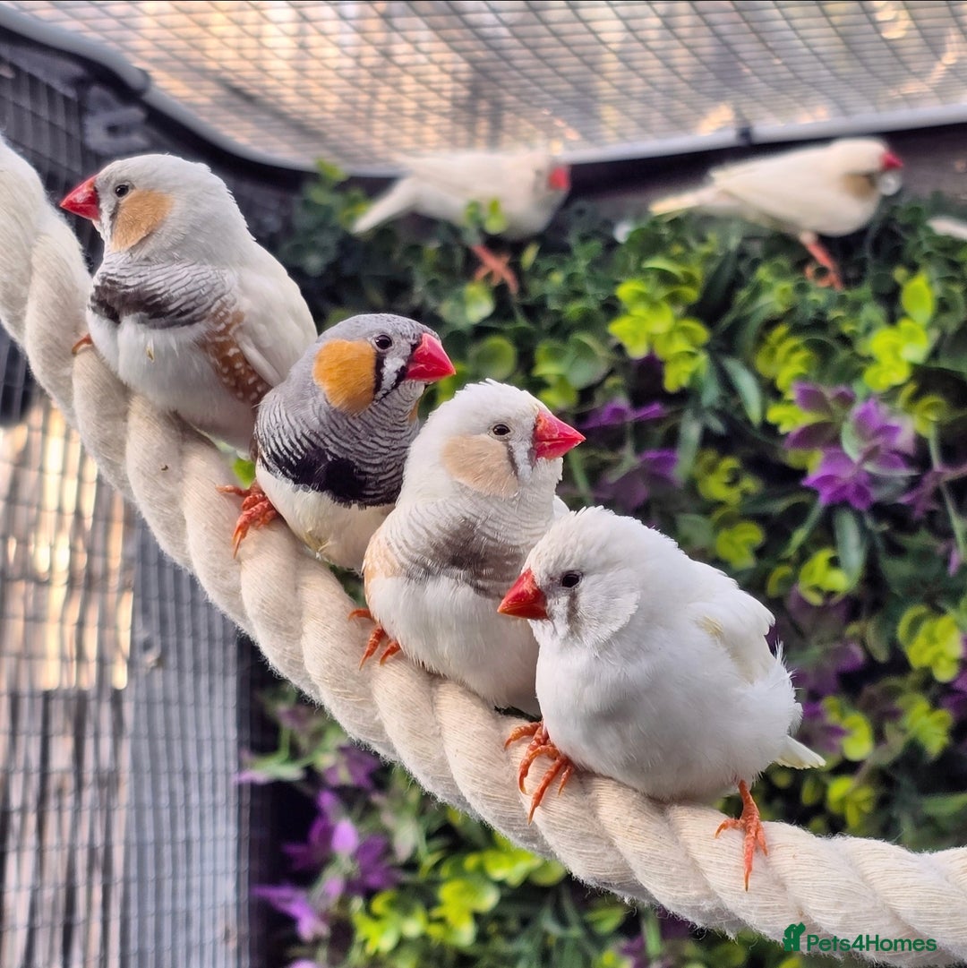 Finches birds for sale: Zebra Finches - Various Colours (20 birds) - Image 1