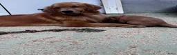 Golden Retriever dogs for sale: Outstanding American Golden Retrievers - Advert 36
