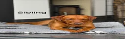 Labrador Retriever dogs for sale: Exceptional Health-Tested Purebred Labrador Puppys - Advert 26
