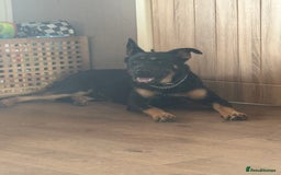 Mixed Breed dogs for sale: Dutch/german Shepard  - Image 2