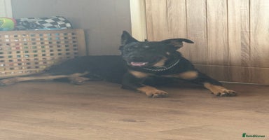 Mixed Breed dogs - Advert 3