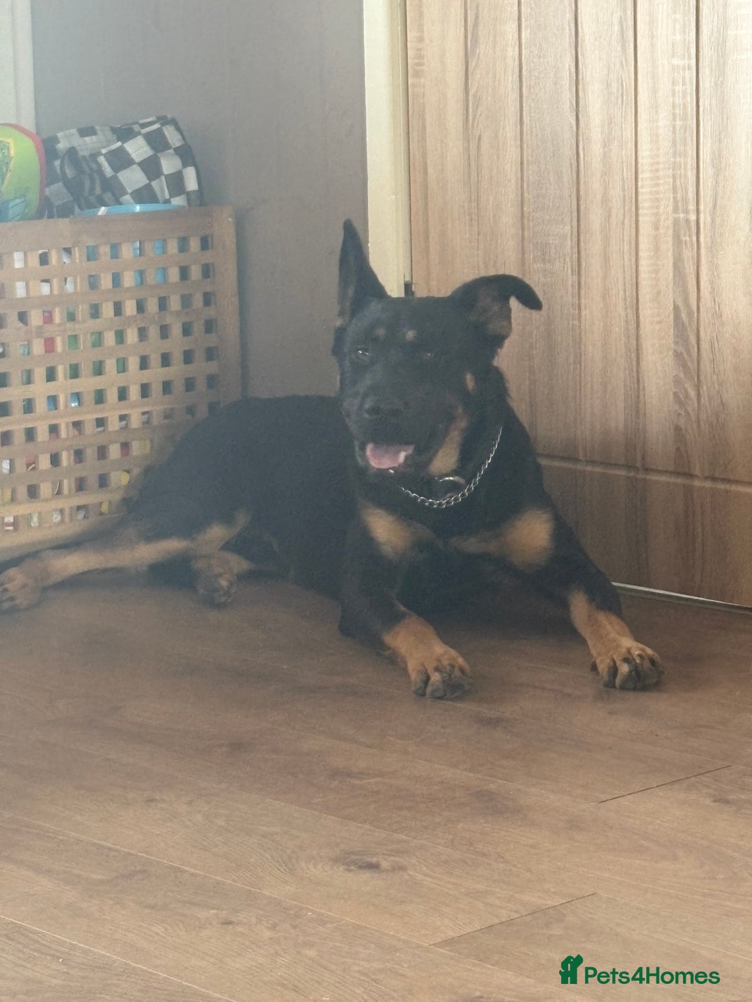 Mixed Breed dogs for sale: Dutch/german Shepard  - Image 2