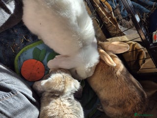 Mini Lop rabbits Piglet, Stanley and freddy - Advert 6