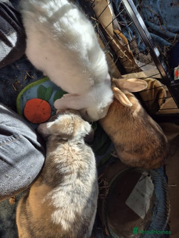 Mini Lop rabbits Piglet, Stanley and freddy - Advert 1
