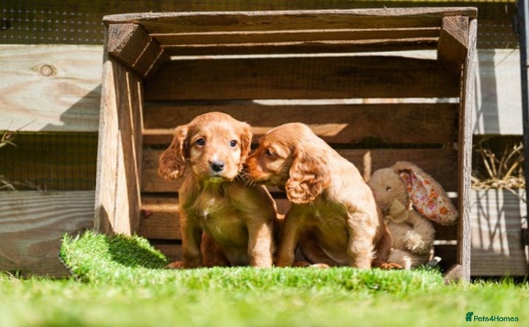 Cocker Spaniel dogs - Advert 3
