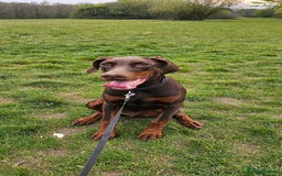 Dobermann dogs for sale: 10 month old Doberman female - Image 1