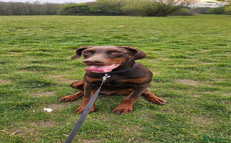 Dobermann dogs - Advert 4