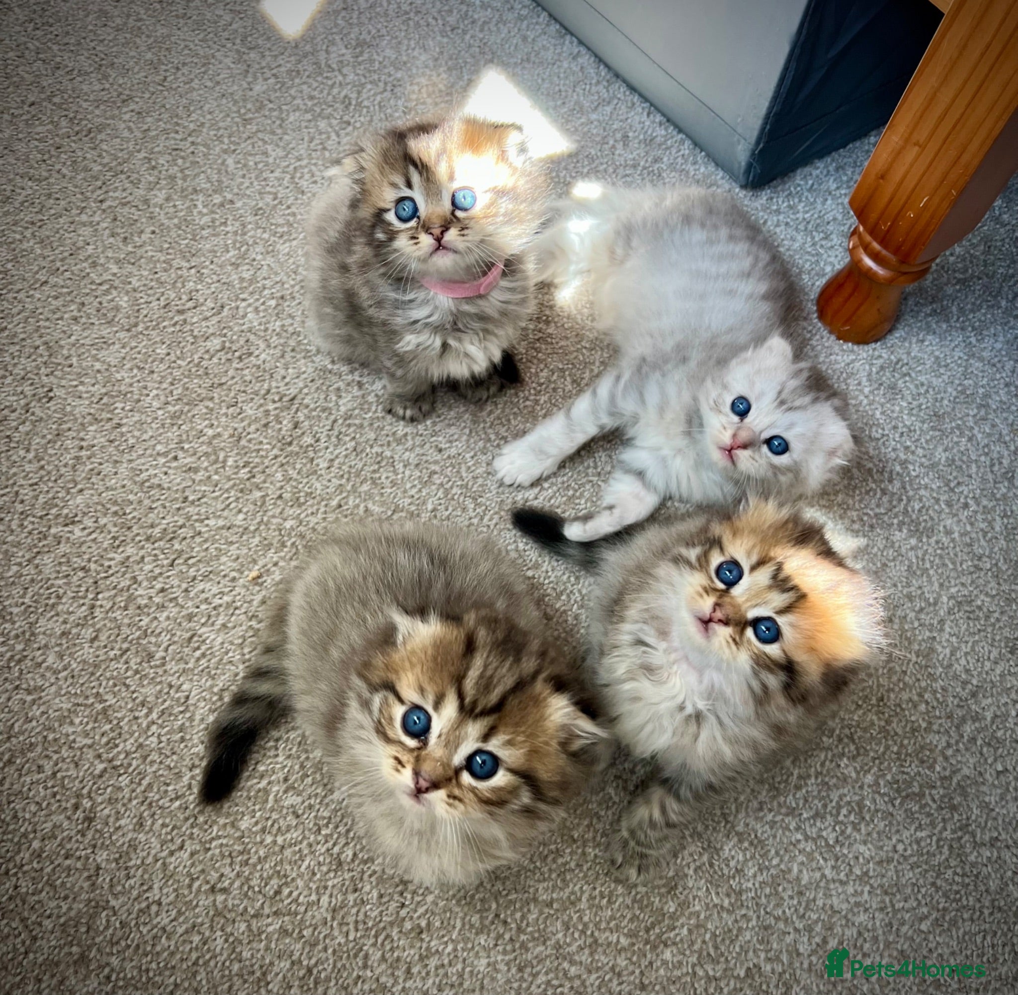 Scottish Fold cats M&Ms for sale  - Advert 13