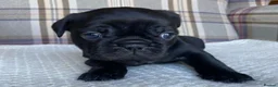 French Bulldog dogs for sale: Pink & Pink carrier French Bulldog puppies - Advert 12