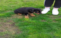 Rottweiler dogs for sale: 12 week German rottweiler  - Image 2