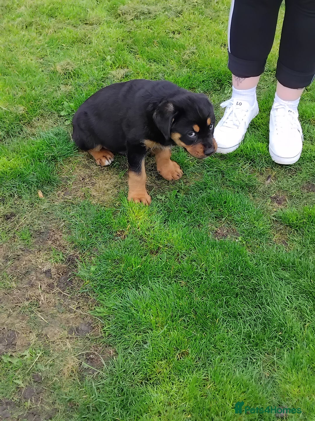 Rottweiler dogs for sale: 12 week German rottweiler  - Image 2