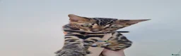Bengal cats for sale: ❤️ Gorgeous Pure Bengal Babies! ❤️ - Advert 4