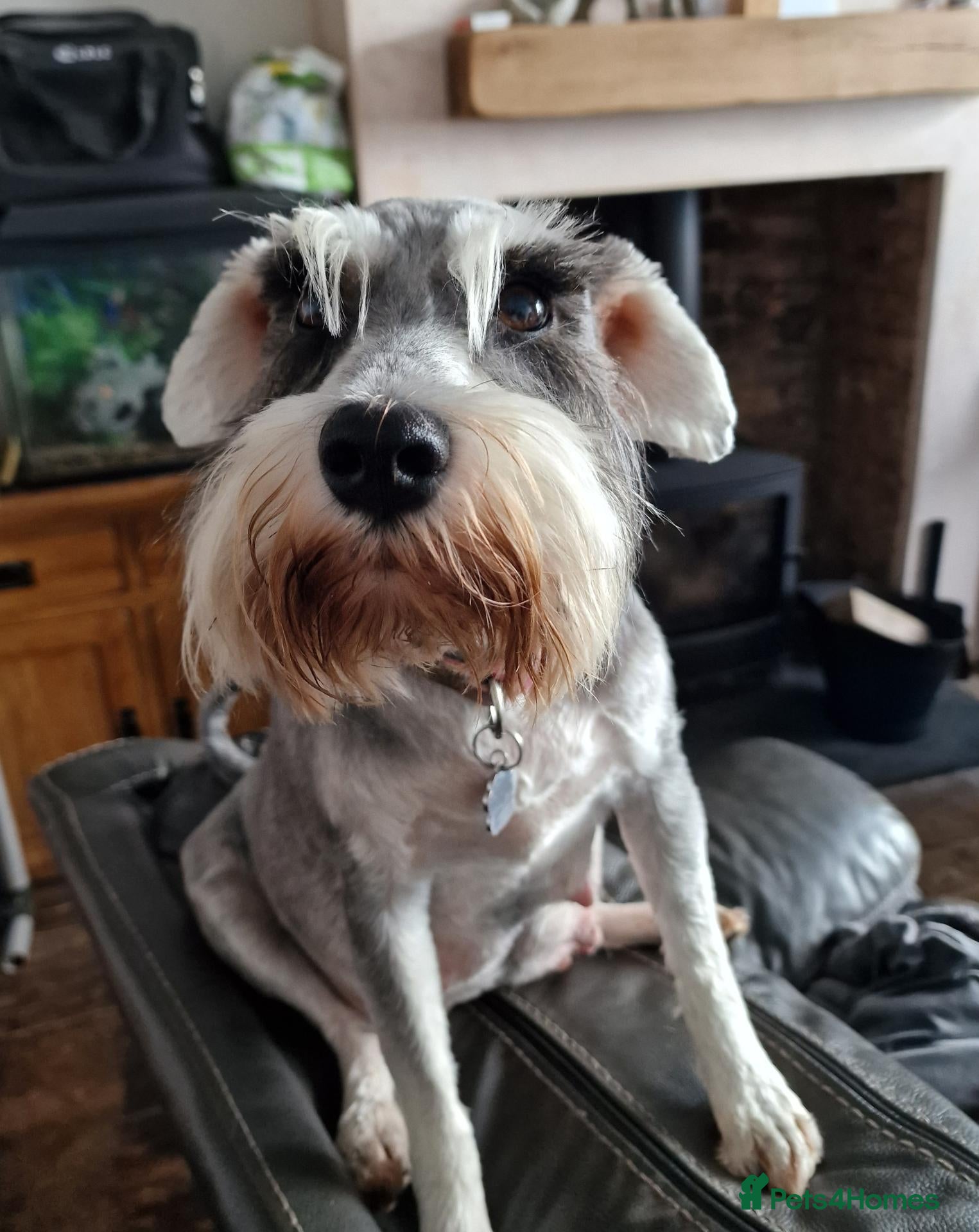 Miniature Schnauzer dogs Adult Miniature Schnauzer - Advert 18
