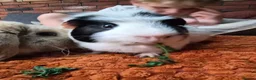 Guinea Pig rodents for sale: guinea pig - Advert 3