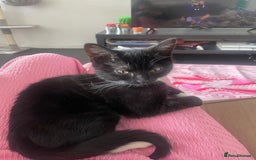 Mixed Breed cats for sale: Adorable mischief looking for a new happy home - Image 2