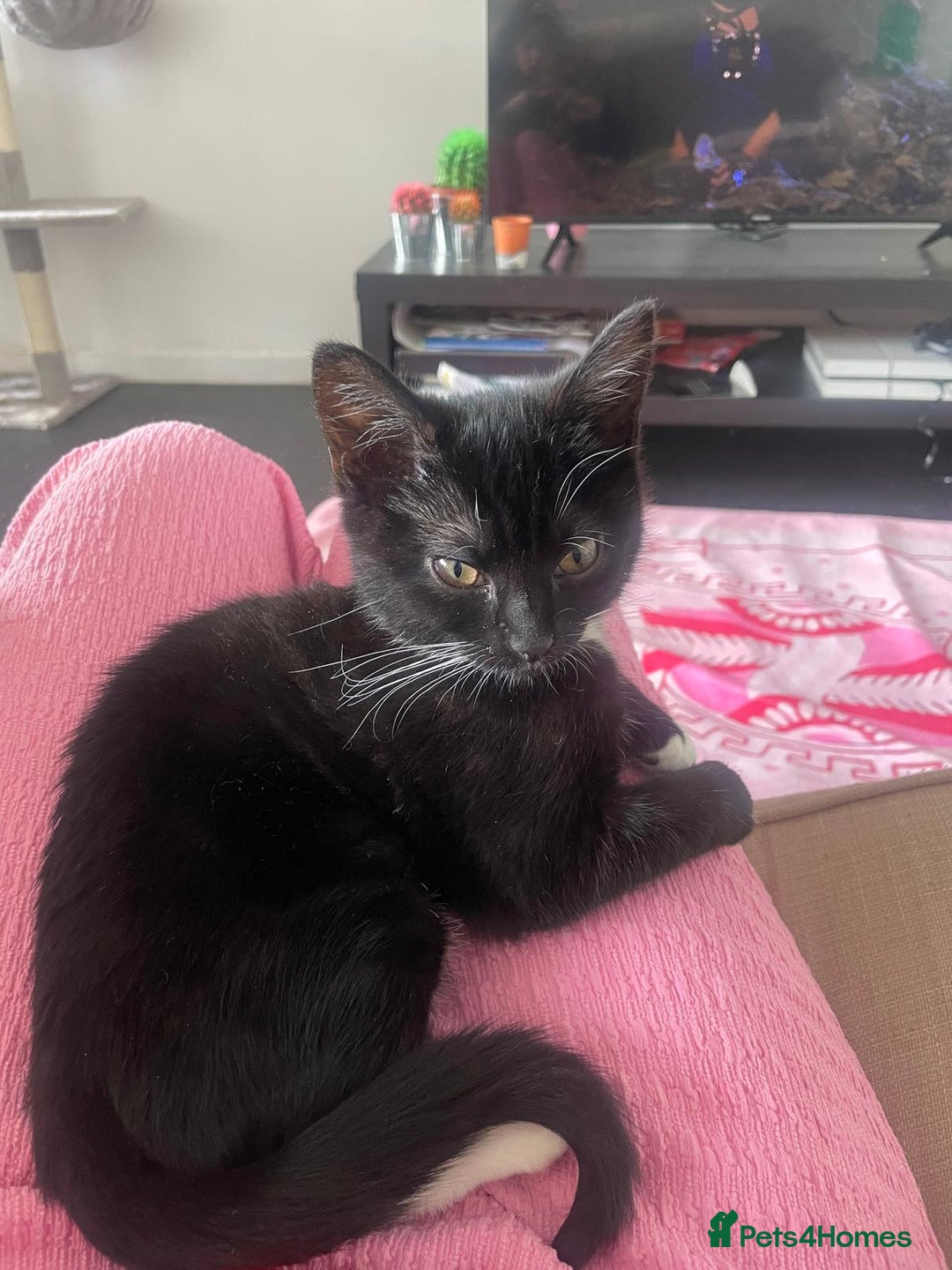 Mixed Breed cats for sale: Adorable mischief looking for a new happy home - Image 2