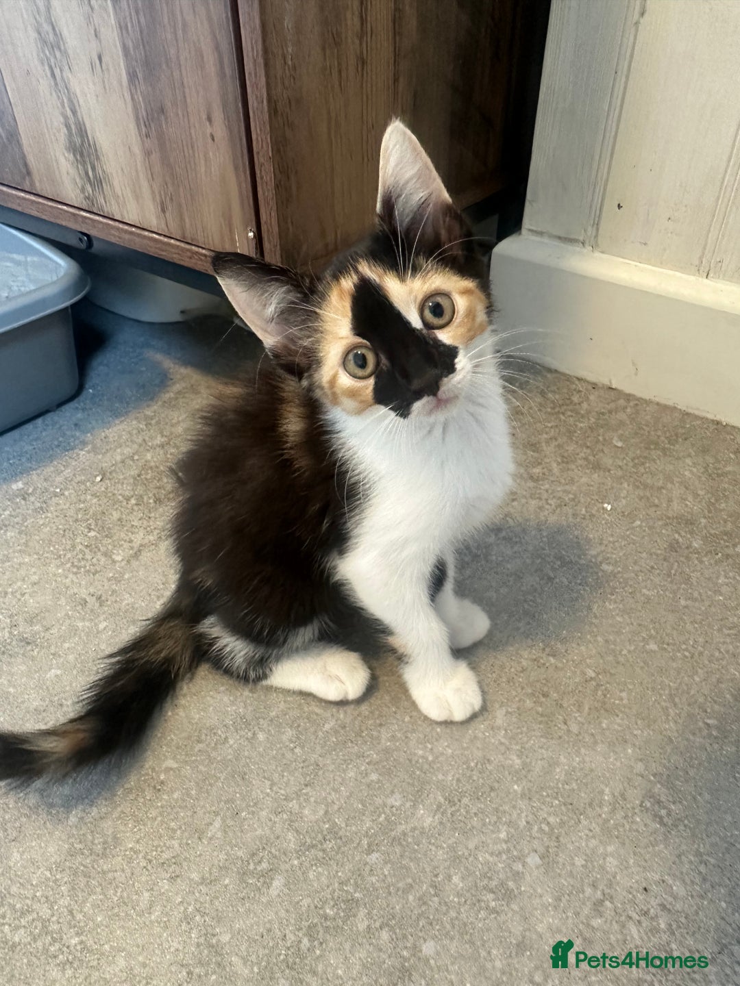 Domestic Shorthair cats for sale: Nwf cross - Image 6