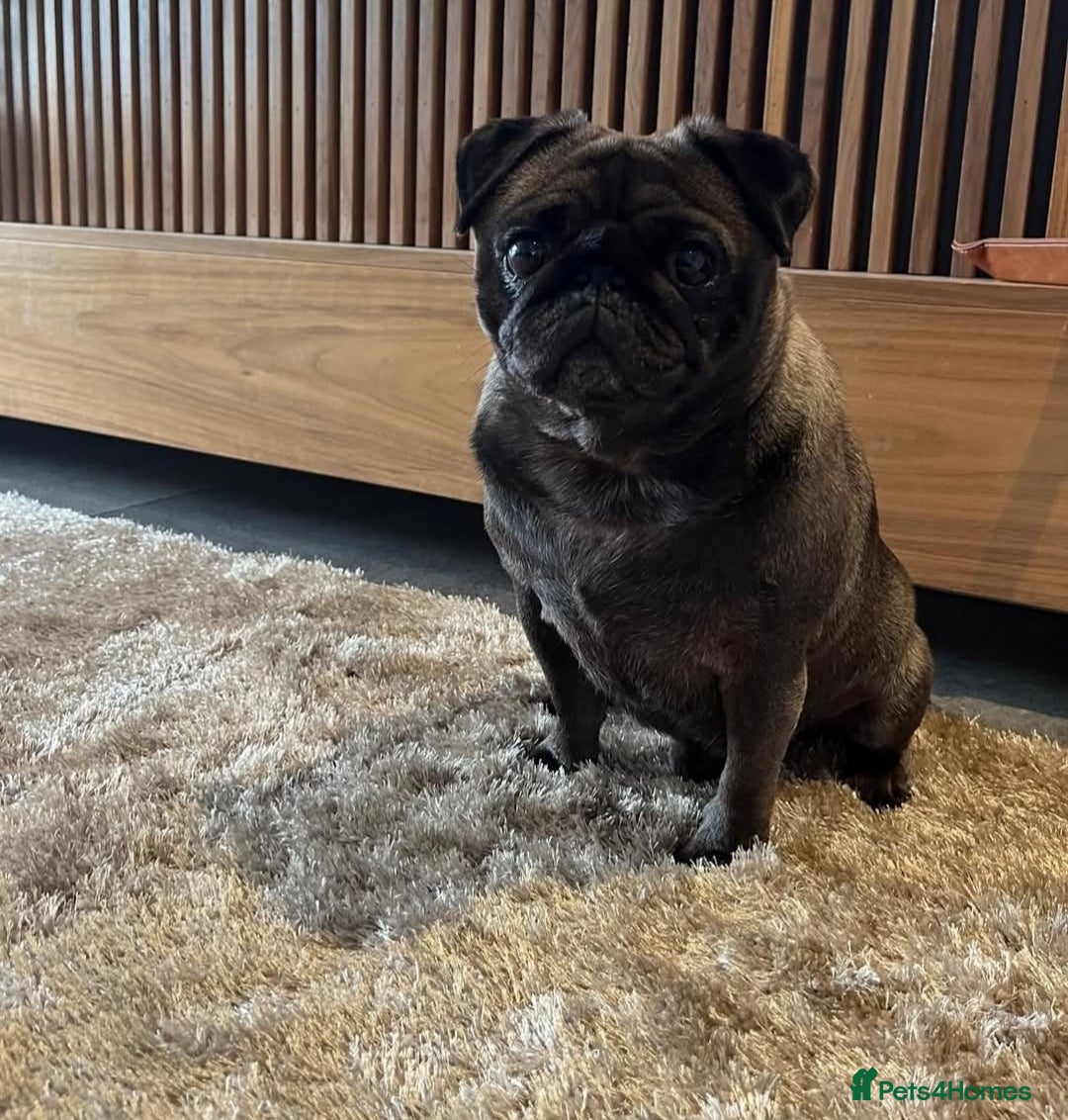 Pug dogs for sale: PEDIGREE PUG PUPPIES  - Advert 17