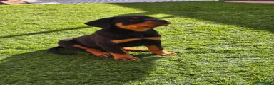 Rottweiler 1
