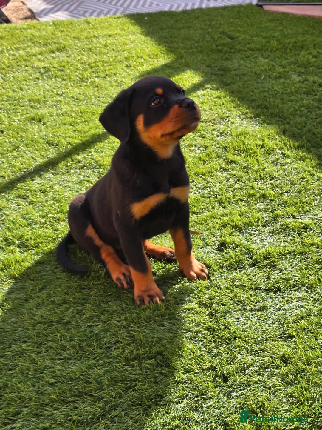 Rottweiler dogs for sale: 9 Week Rottweiler German X Serbian in Wednesbury - Advert 2