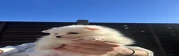 Pomeranian dogs for sale: Pomeranian puppies in London - Advert 5
